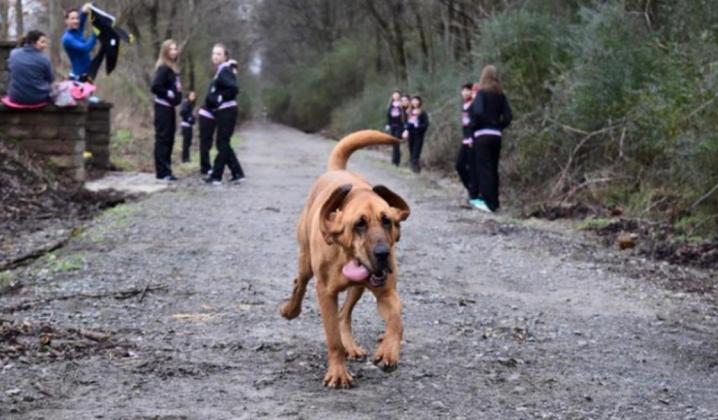 Dog Joins Marathon Unintentionally, Finishes 7th