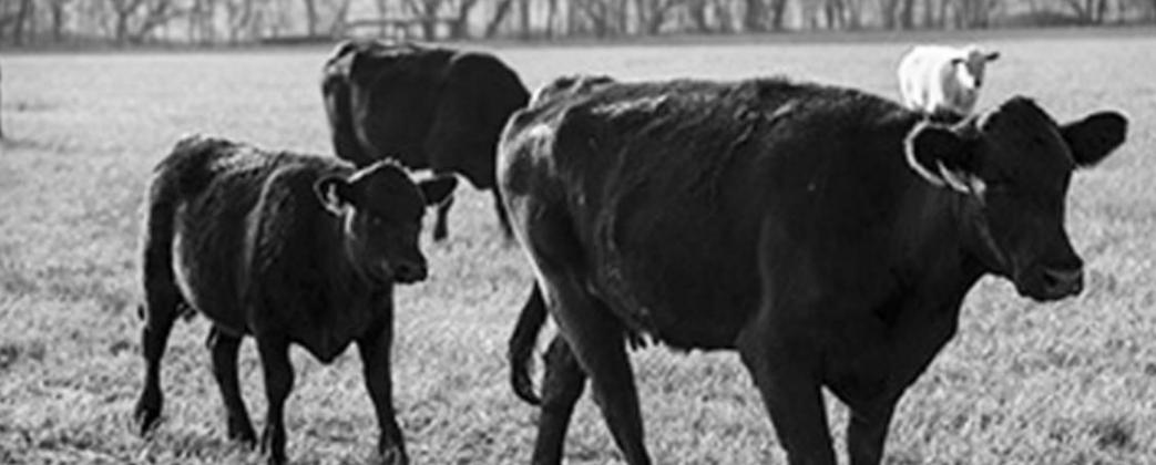 Ranchers’ Webinars Address Forage And Difficult Weather