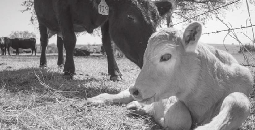 Difficult Calving Can Have Long-term Implications for a Mother and Her Offspring.