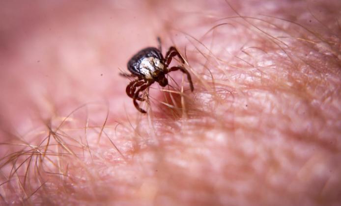 Tick talk: Time For Parasite Prevention, OSU Experts Say