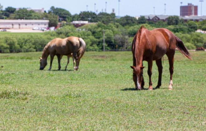 Keep Watch On Obese Horses Eating Green Forage