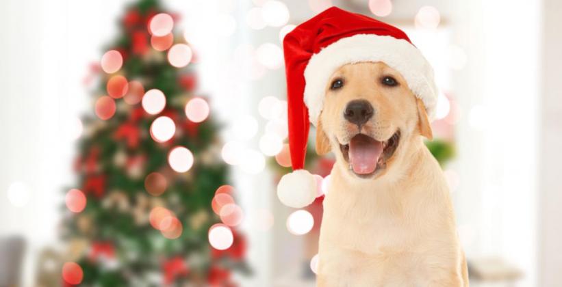 Santa hats may be good for family photos, but pets will appreciate more appropriate, safer gifts this holiday season.